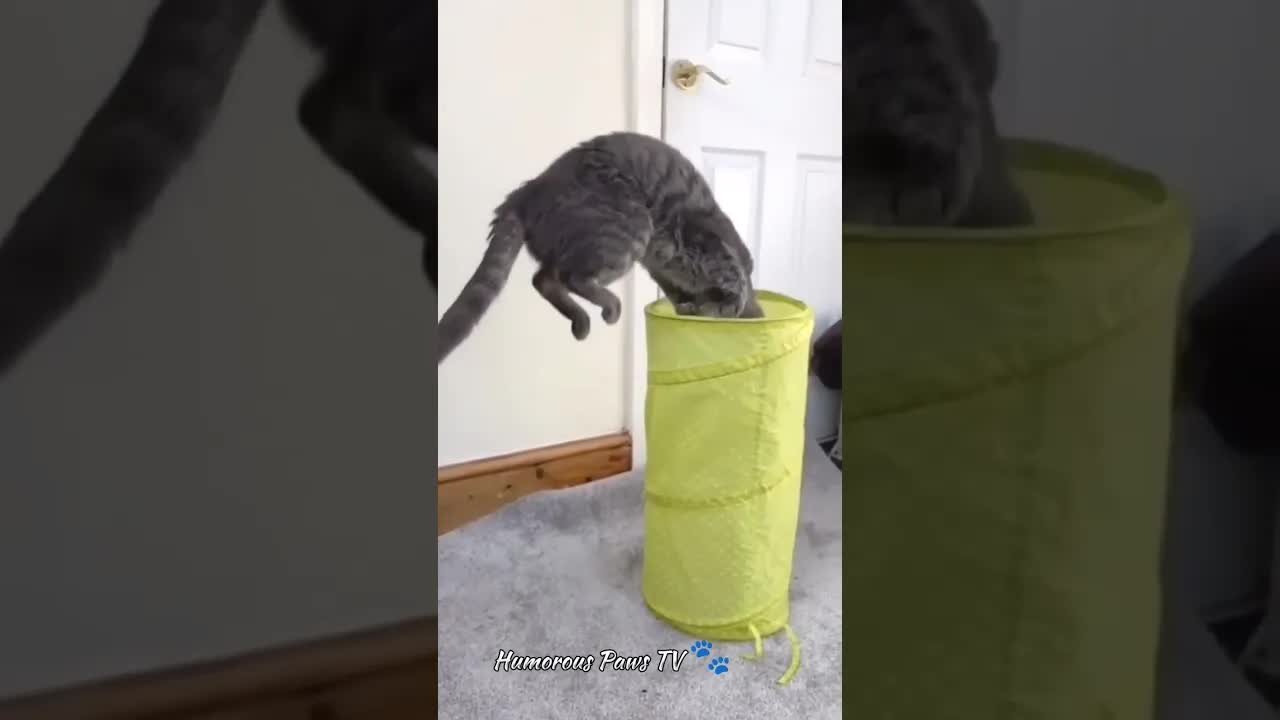 Fun short funny animal videos
