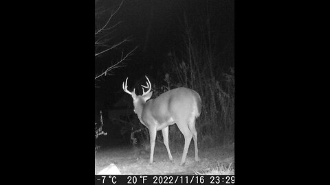 Deer Cam Photos Taken In 2022 2023 Big Buck, Deer, Birds. Game Cam Trail Camera