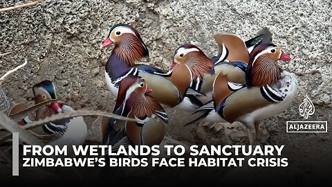 Zimbabwe’s birds face habitat crisis as wetlands turn to urban sprawl
