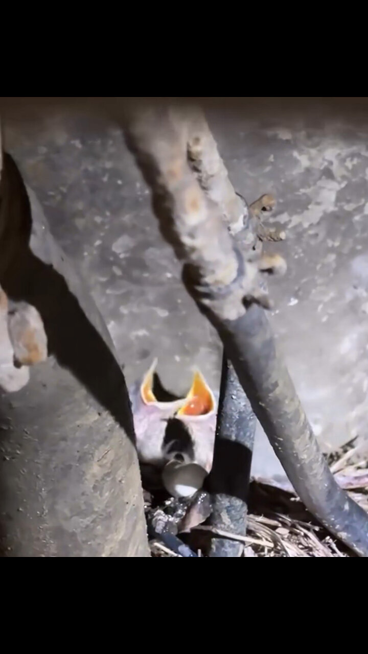 Descubren el origen de un extraño chirrido en un coche