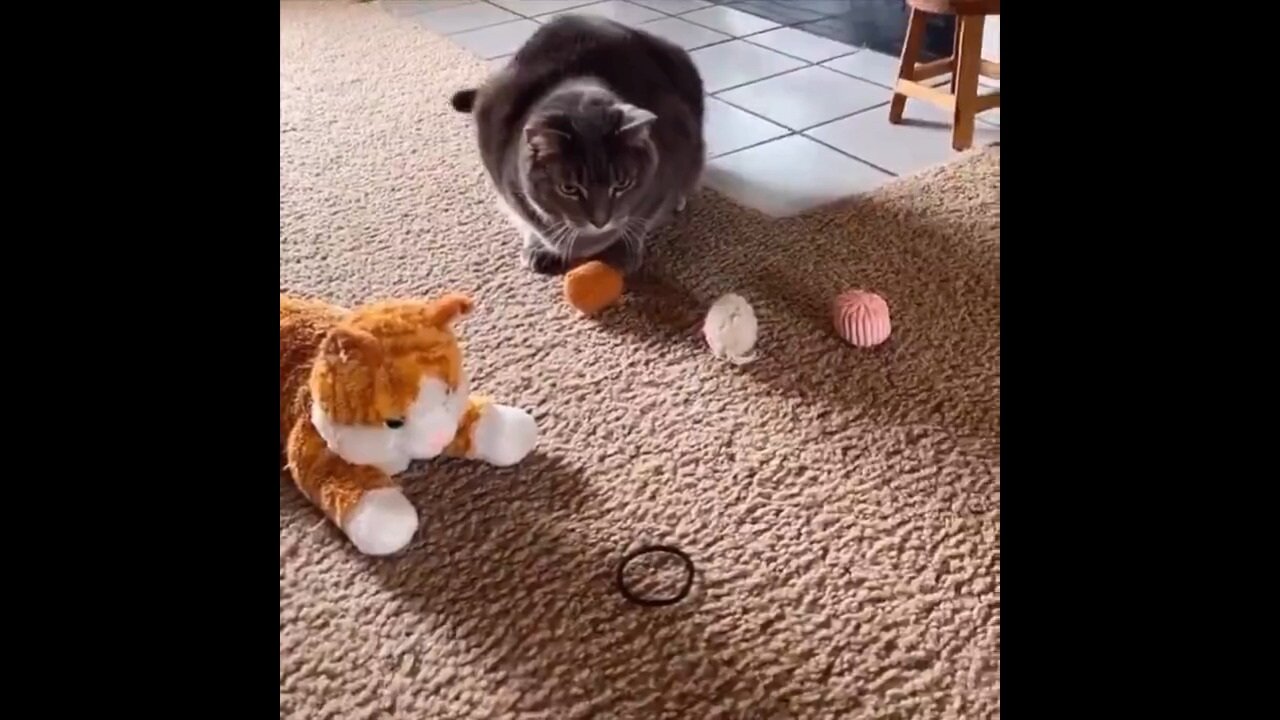 Cat Choosing His Favorite Toy