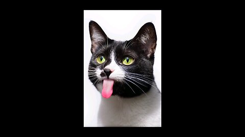 Cats vs. Dogs — Who Will Win?