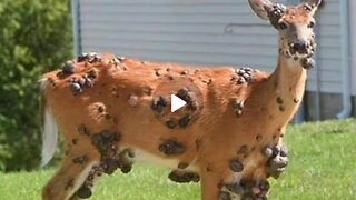 Mutant Deer| With Flesh Bubbles| Spotted in Multiple US States