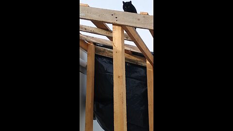 Stuck cat on RV roof