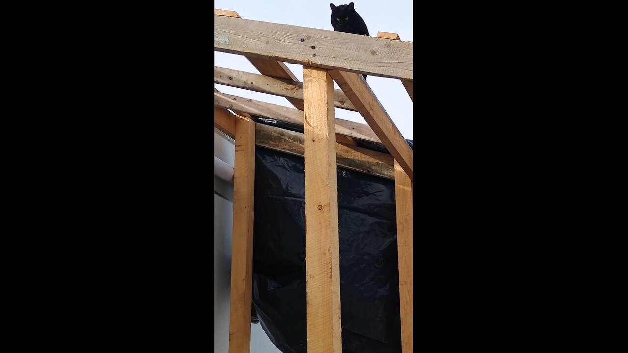 Stuck cat on RV roof