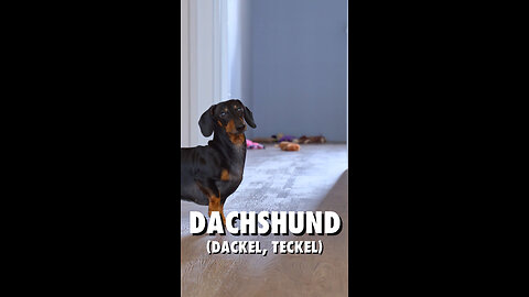 Dackel, Dachshund oder auch Seckel genannt - Hunderassena