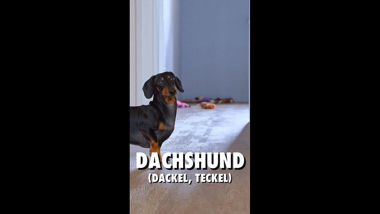 Dackel, Dachshund oder auch Seckel genannt - Hunderassena