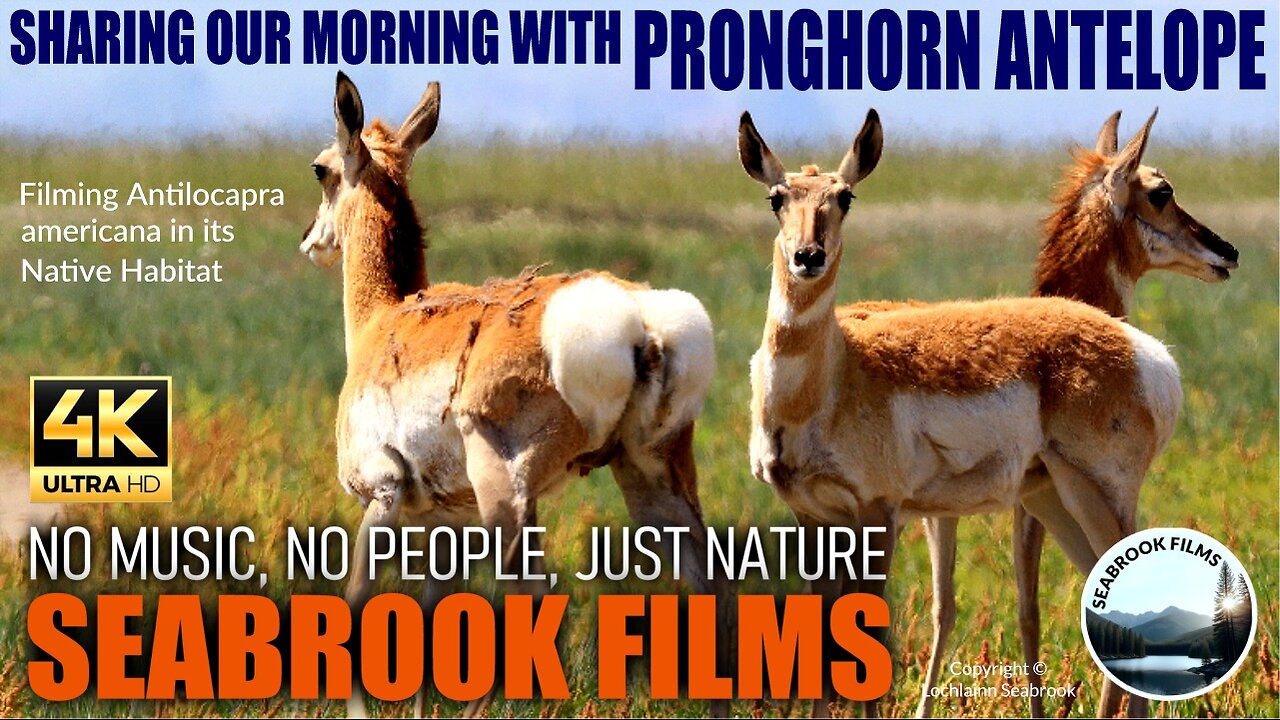 Sharing Our Morning With Pronghorn Antelope: Filming Antilocapra americana in its Native Habitat