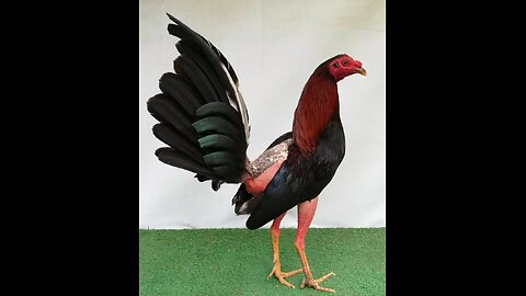 Gallos de Pelea: Fuerza, Tradición y Pasión en Cada Combate #gallos