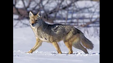 Coyote Calling sounds (Rabbit screams and Coyote calls)