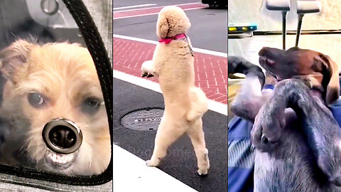 Have You Ever Wondered How Dogs Joke Around?