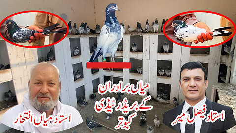 Ustad Mian Nazir Kay Chotay Bhae Ustad Mian Iftikhar Kay Breeder Taddy Pigeons Watch In HD Urdu/Hind