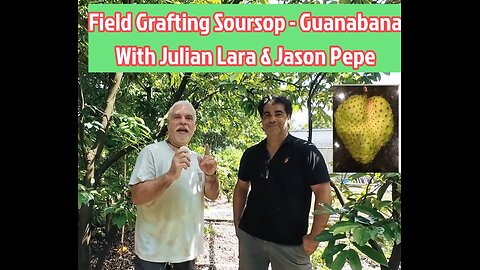 Field Grafting Soursop Guanabana Trees