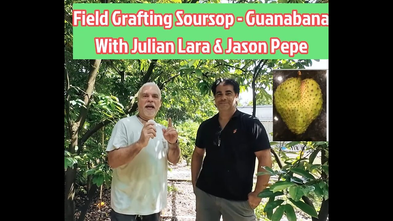 Field Grafting Soursop Guanabana Trees