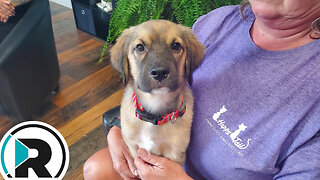 A Paw-sitive Girl: Meet Darcy from Happy Tails!