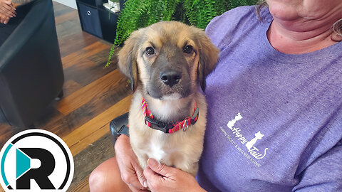 A Paw-sitive Girl: Meet Darcy from Happy Tails!