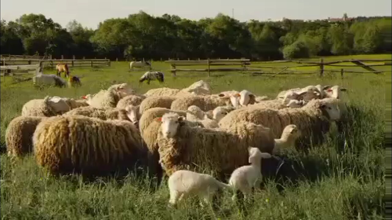 Psalm 23