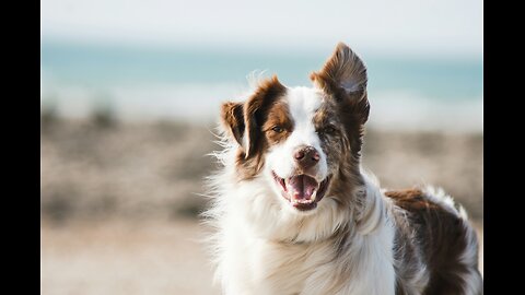 this best dog