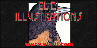 Drawing an Oriole in Pastel