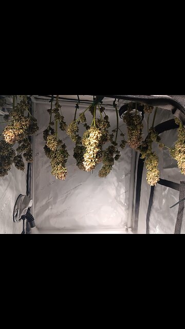 Mimosa cake day 5 Drying!