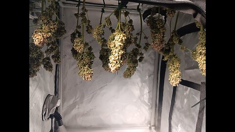 Mimosa cake day 5 Drying!