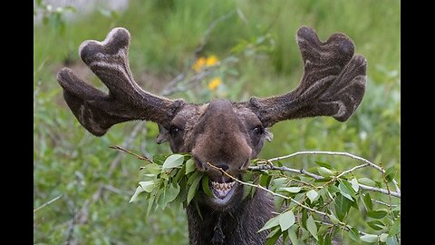 "We Pump Anywhere. Anything. Even if There’s a Moose in the Way."