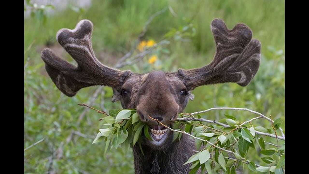"We Pump Anywhere. Anything. Even if There’s a Moose in the Way."