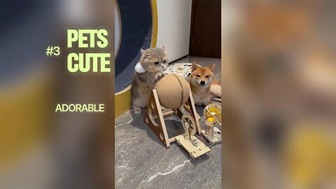 🐾 Cutest Pets Compilation – Funny & Adorable Moments That Melt Your Heart 😍