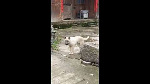 Funny Dog dance 🩰
