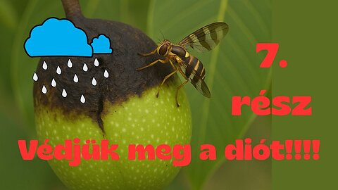 🌧️‼️⛈️ 7. rész!!! Mi van, sokat esik az eső? Védjük meg a diót a Nyugati dióburok-fúrólégytől!!!!