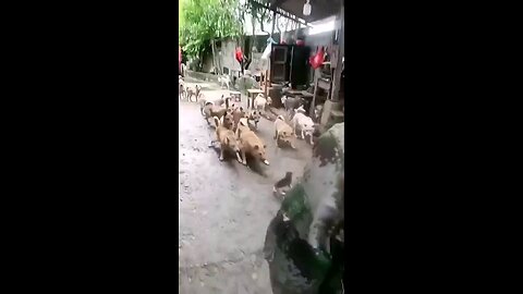 Best funny cats 🐈 and dogs 🐕