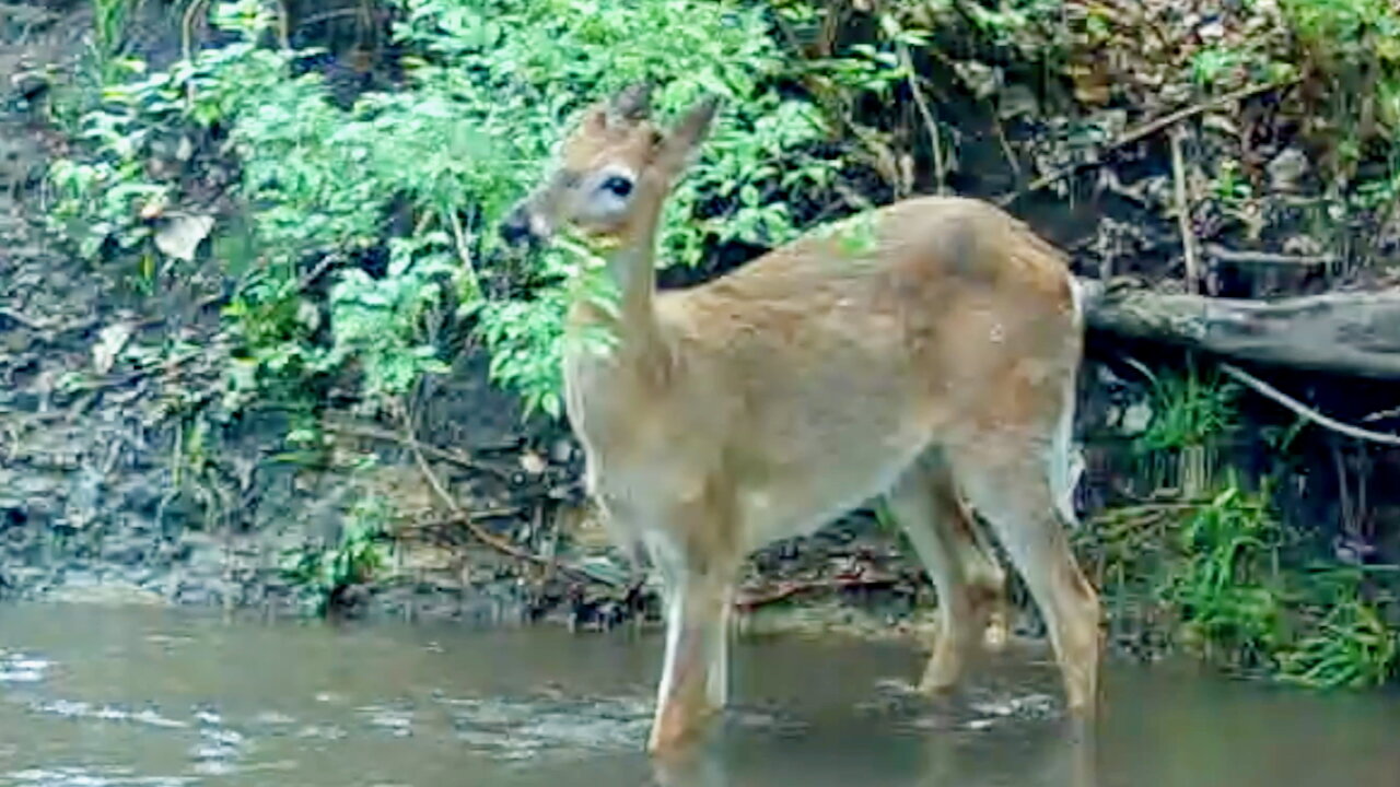 Young Buck Eating Leaves in a Stream