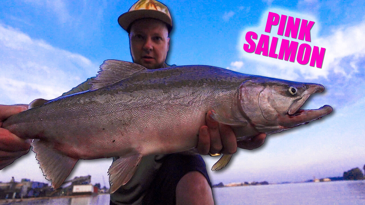 Fishing for Pink Salmon and Sturgeon (Fraser River)