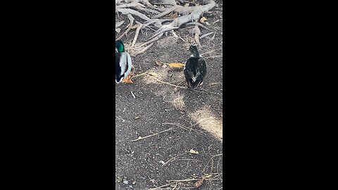 One Mallard Duck 🦆 and one Swedish Duck 🦆 #mallardduck #ducks #duck #followme #shorts #viral