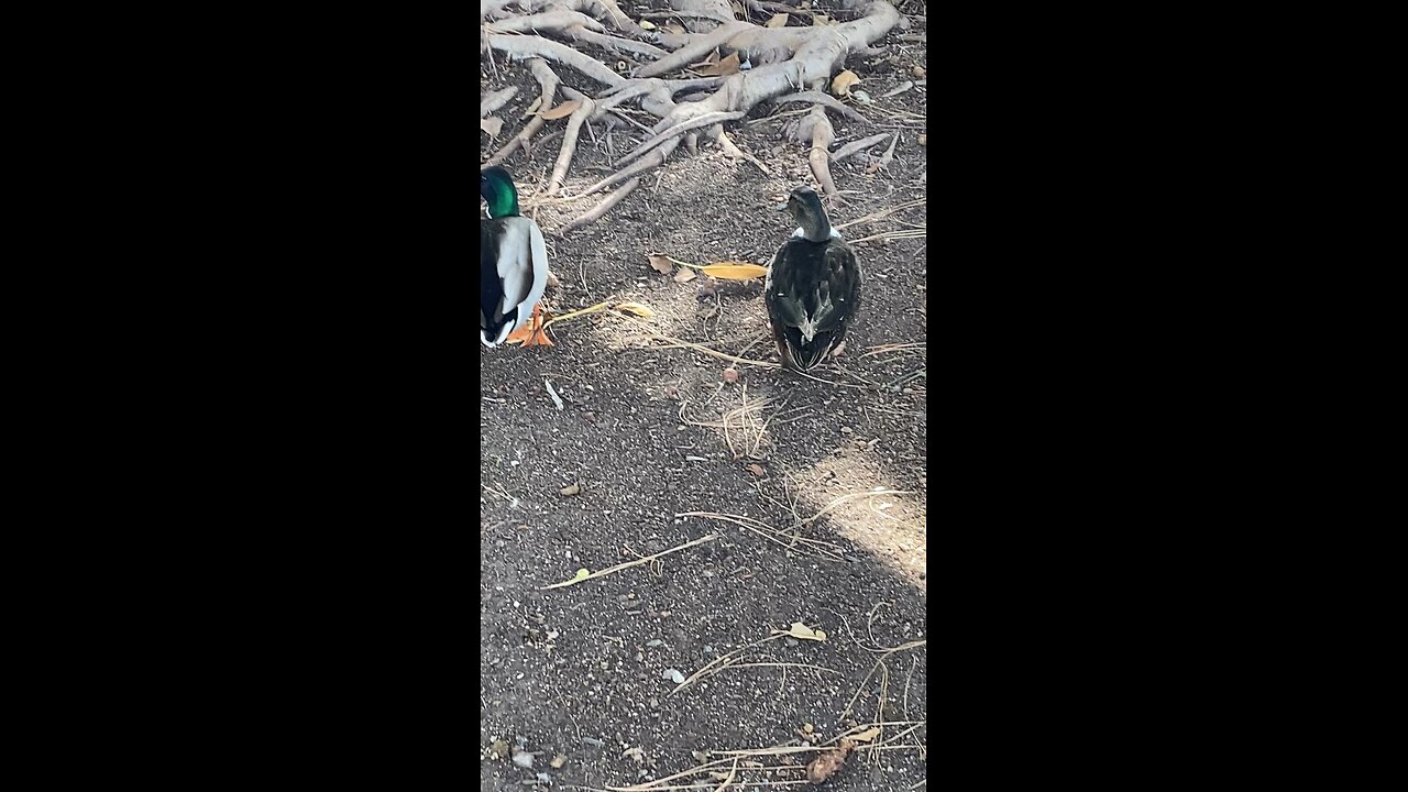 One Mallard Duck 🦆 and one Swedish Duck 🦆 #mallardduck #ducks #duck #followme #shorts #viral
