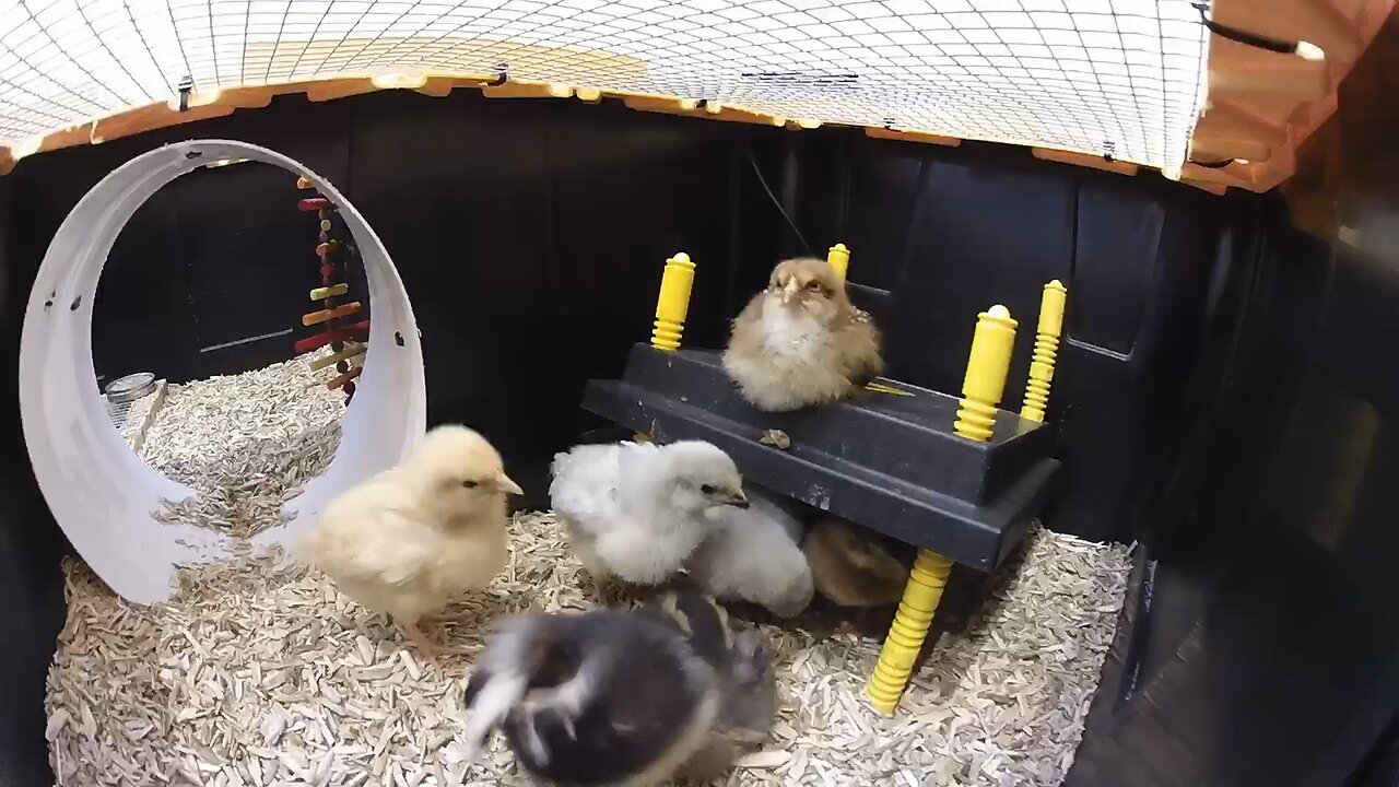 Week-Old Chicks in the Brooder | Mixed Breeds