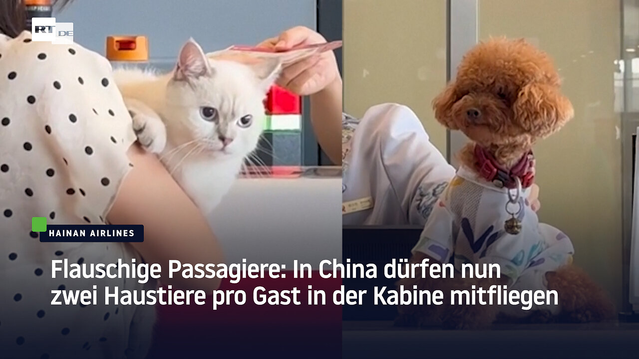 Flauschige Passagiere: In China dürfen nun zwei Haustiere pro Gast in der Kabine mitfliegen