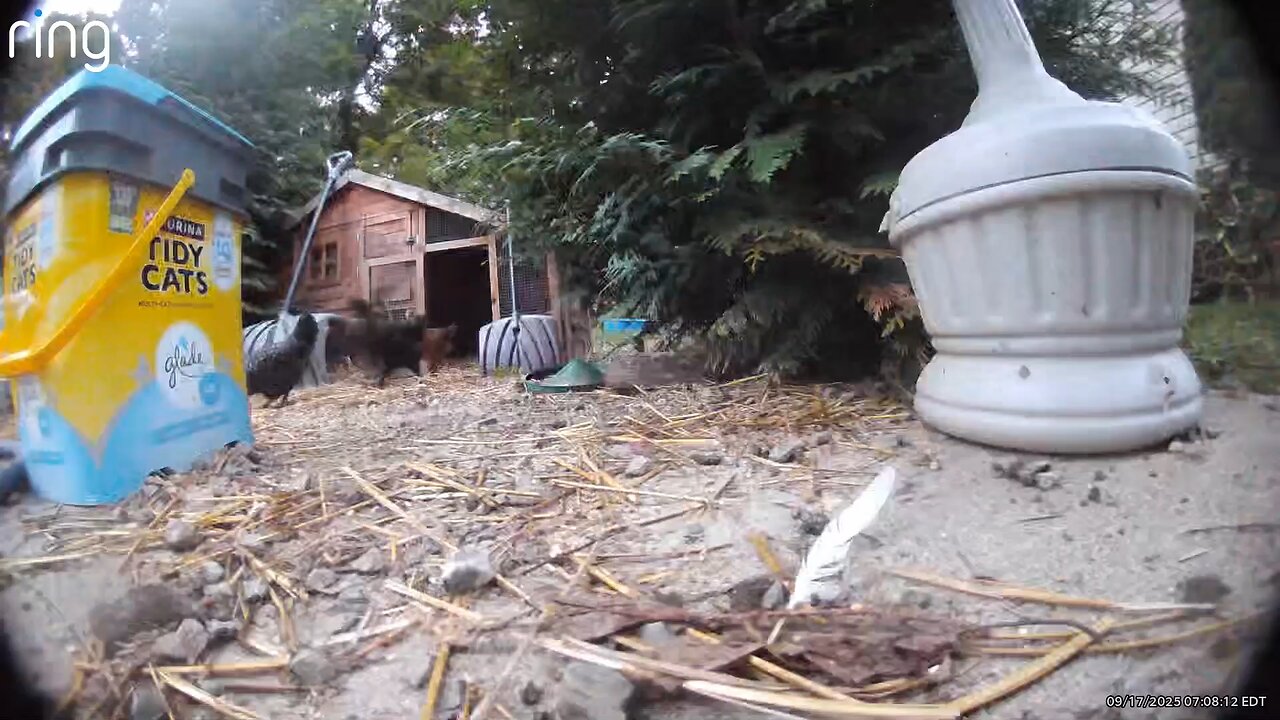 2025 chickens and the opossum