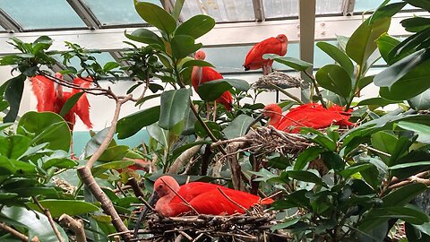Bronx Zoo (NYC, USA) 2