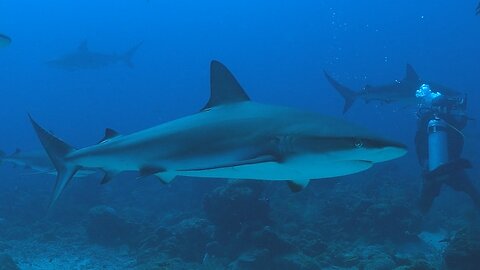Scuba divers wisely remain calm when bull sharks surround them
