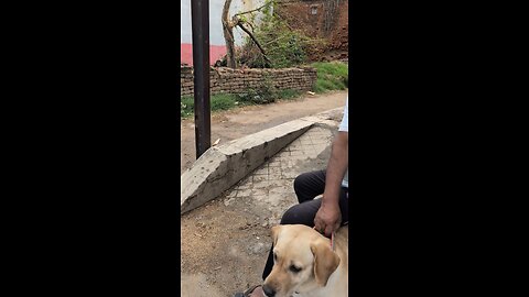 Labrador dog