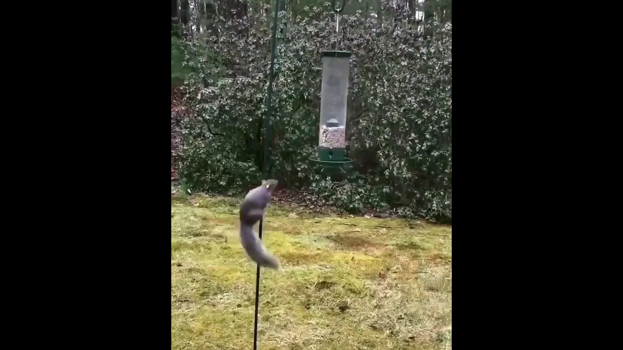Animals That Will Make You LOL! 😂