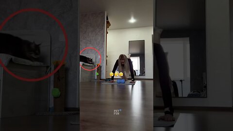 Animals Funny Compilation #funnyanimals #animals #pets #shorts