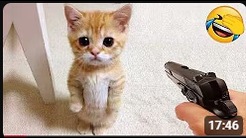 Funniest Cats and Dogs Clip 2025😼🐶Try Not To Laugh😜
