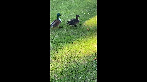 Mallard Ducks 🦆 & Canada Goose 🪿#mallardducks #canadagoose #shorts #followme #viral #trending