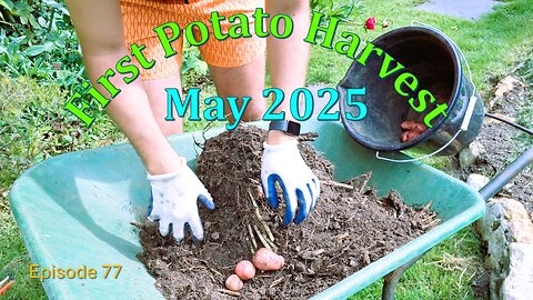 Potato Harvest Day! Growing Early Potatoes in Containers + Replanting