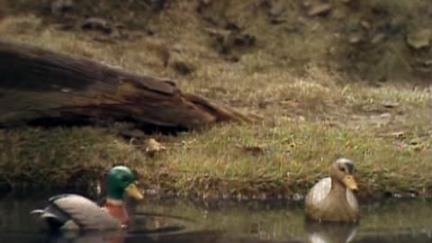 Emmit Otter's Jug Band Christmas