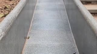 Littels Dog's Comedy Videos 🤣 so cute videos 😍 funny videos 🤣 Live Camera HD video 😍