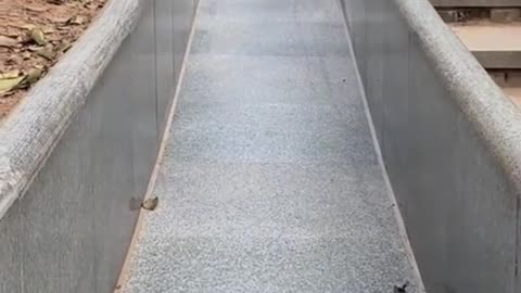 Littels Dog's Comedy Videos 🤣 so cute videos 😍 funny videos 🤣 Live Camera HD video 😍