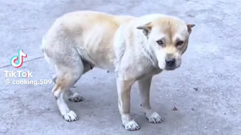 Video funny